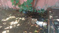 Bingöl merkezde kavurucu sıcaklar güvercini su dolu birikintiye yöneltti