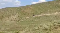 Muş Bulanık yolunda traktör devrilmesi sonucu iki kişi yaralandı