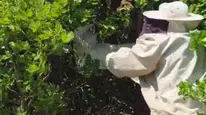 Bingöl Adaklı'da kovanından kaçan binlerce arı meşe ağacını mesken tuttu