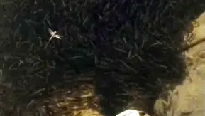 Yüksekova'da kuruyan dere binlerce balığın yaşamını tehdit ediyor