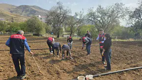 Tunceli'de tarım ekipleri 70 yaşındaki üreticinin sarımsak tarlasına koştu