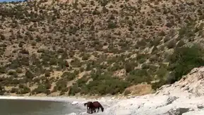 Van Gevaş kırsalında yılkı atlarının özgür yolculuğu görüntülendi