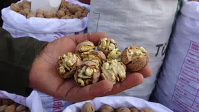 Bitlis Adilcevaz'da ceviz hasadı başladı