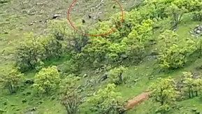 Tunceli kırsalında 10 ayılık dev sürü kameraya takıldı