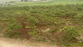 Siirt fıstığında bu yıl yüzler gülüyor