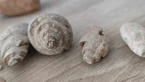 Siirt kırsalında milyonlarca yıllık deniz canlısı izleri bulundu