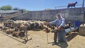 Diyarbakır hayvan pazarında bayram mesaisi