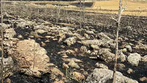 Diyarbakır Çınar’da ekinler alevlere teslim oldu