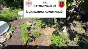 Batman kırsalında kaçakçılık ve kenevir operasyonu