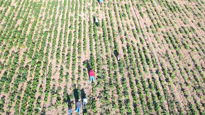 Şanlıurfa'dan yola çıkan mevsimlik işçilerin zorlu ekmek mücadelesi