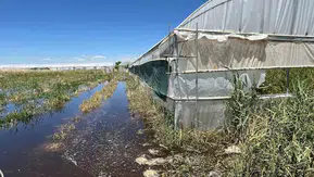 Batmanlı çiftçinin emeği sular altında kaldı