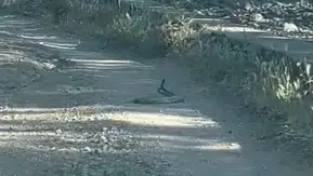 Bingöl yollarında nadir görülen yılan dansı kameralara yansıdı