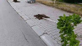 Patnos’ta yeşile darbe 15 fidanı kırdılar