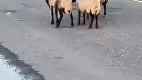 Siirt'te rögar suyundan içen 32 küçükbaş hayvan zehirlenerek öldü