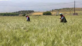 Elazığ çiftçisinin hububat nöbeti sahada incelendi