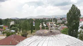 Patnos sakinlerini sevindiren leylekler yuvalarına geç ulaştı