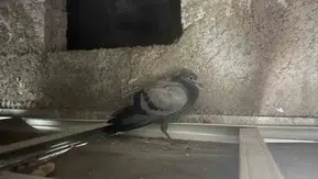 Diyarbakırda bir dairenin tavan boşluğunda mahsur kalan kuş kurtarıldı