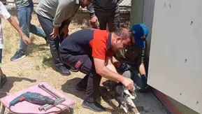Siirtte trafo deliğine sıkışan kedi ekiplerin çalışmasıyla kurtarıldı