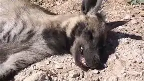 Şanlıurfa arazisinde nesli tükenmekte olan çizgili sırtlan ölü halde bulundu