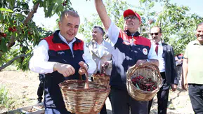 Elazığ kiraz bahçelerinde bereketli hasat dönemi başladı