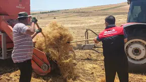 Ağınlı çiftçilerin mercimek hasadında kayıpları önlemek için denetim yapılıyor
