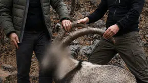 Siirtte yasa dışı yaban keçisi avlayanlara altı yıl sonra ceza kesildi