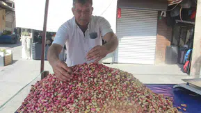 Şanlıurfa'da tescilli Ketenköyneği fıstığının sezonu 700 liradan açıldı