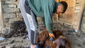 Patnoslu besiciler koyunları yaz sıcaklarına hazırlamak için yünlerini kırkıyor