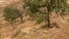 Fıstık bahçelerini gece basan yaban domuzları 20 yıllık ağaçları kırdı