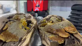 Arıcak meşelerinde keşfedilen doğal bal şaşırttı