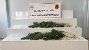 Şanlıurfa kırsalında kenevir baskını