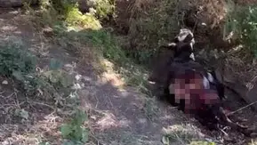 Siirt Yarımca köyünde kurtlar yerleşim yerine kadar indi
