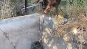 Boş havuzda mahsur kalan oklu kirpi doğaya geri döndü