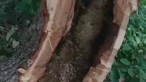 Bingöl'de kovan yerine ağaç kovuğunu seçen arılar kilo kilo bal verdi