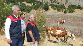 Elazığlı üreticilere damızlık hayvan desteği sağlandı