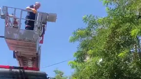 Bitlis'te ağaçta mahsur kalan kargayı itfaiye ekipleri kurtardı