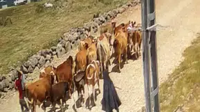 Ağrı'da çalınan hayvanların bir kısmı Doğubayazıt kırsalında bulundu