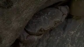 Hakkari Doski Vadisinde şaşırtan yengeç keşfi
