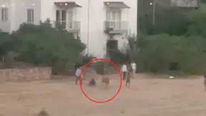 İpinden kurtulan inek sahibini yere devirdi, kovalamaca kamerada