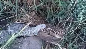 Bıldırcın avcısı yılanın avını cep telefonuyla görüntüledi