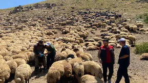 Yaylalarda hayvan sağlığı için veteriner hekimler sahada