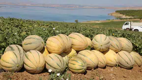 Elazığ topraklarında yaz bereketi başladı ve kavun hasadı için düğmeye basıldı