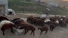 Ağrı Patnos'ta besicilerin sonbahar mesaisi başladı