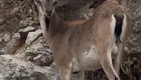 Elazığ Keban'da yaban hayatı yerleşim yerlerine kadar indi