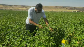 Cizre pamuk tarlalarında zararlılara karşı feromon tuzağı dönemi