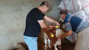 Şırnaklı besicilerin hayvanları sağlık taramasından geçiyor