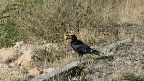 Van sahil yolunda karganın zekası herkesi şaşırttı