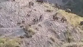 Elazığ kırsalında yiyecek arayan domuz sürüsü kameraya yansıdı