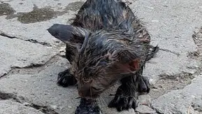 Patnos'ta zifte saplanan yavru kedi itfaiye ekiplerince kurtarıldı