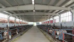 Bingöl’de modern besi çiftliği devletin hibesiyle tam kapasite çalışıyor